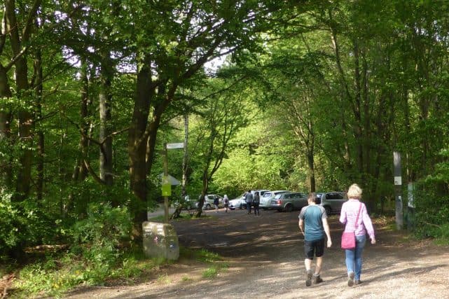 Waldweg Weg in den Wald